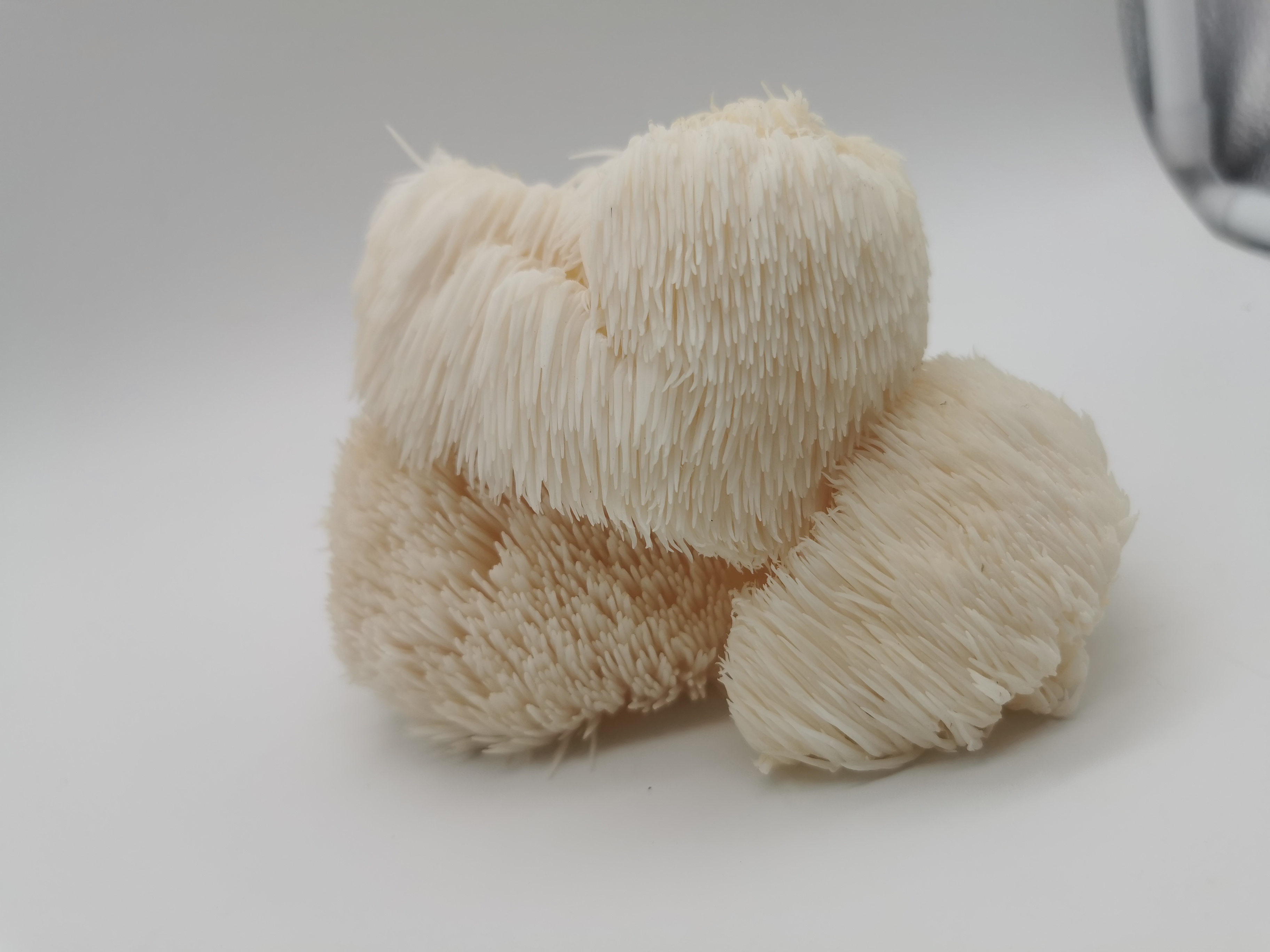 Прясна Лъвска Грива (0.500гр)