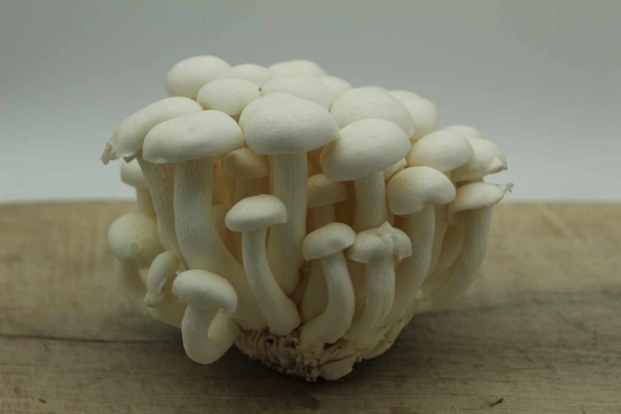 White Shimeji