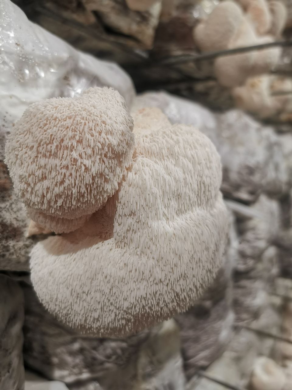 Субстрат за отглеждане на гъба Лъвска Грива