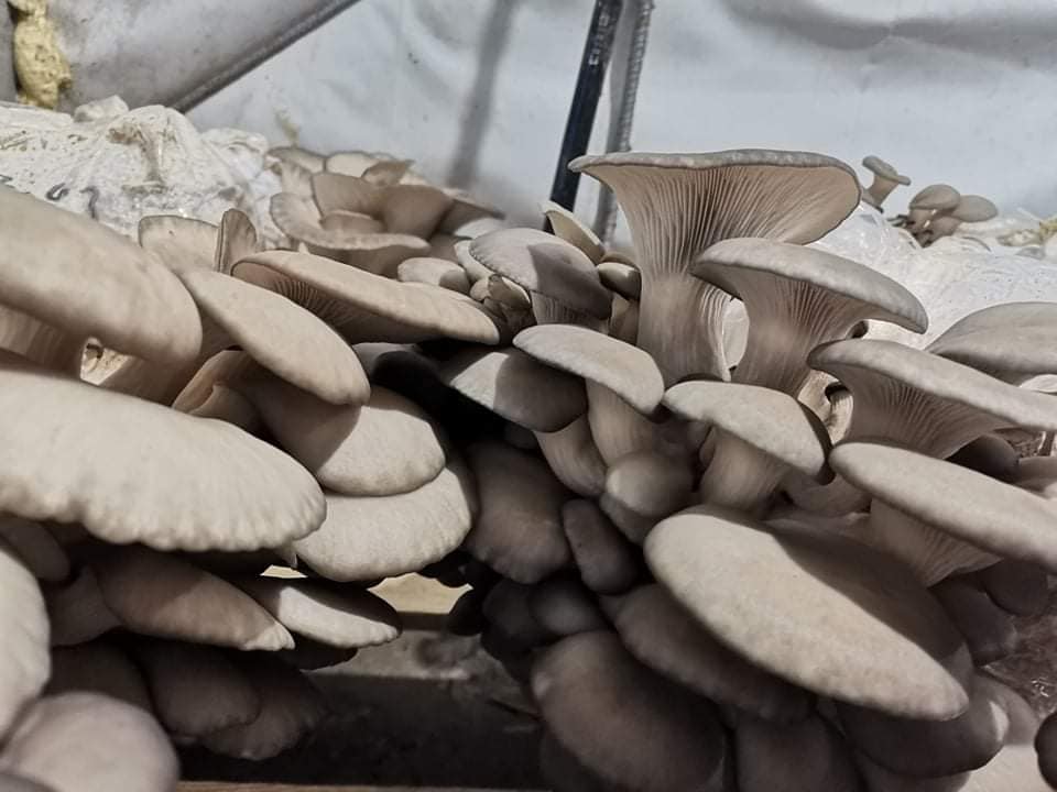 Dried Oyster Mushroom