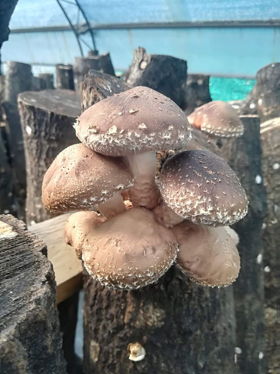 Shiitake