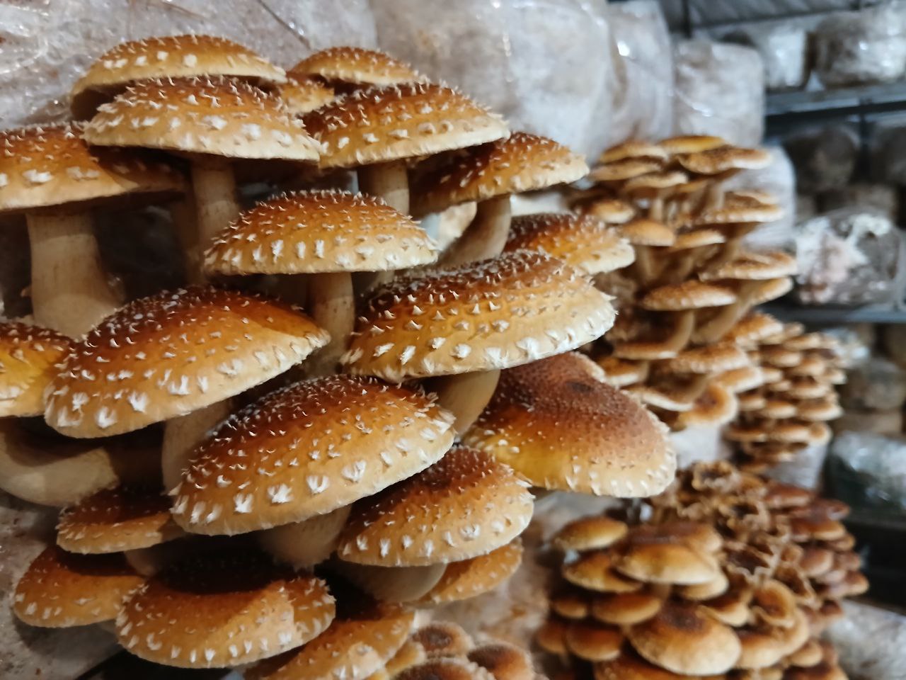 Прясна гъба Кестенка (500 гр.)