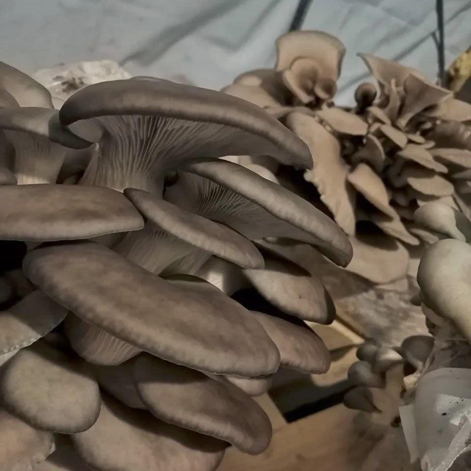 Fresh Oyster Mushroom
