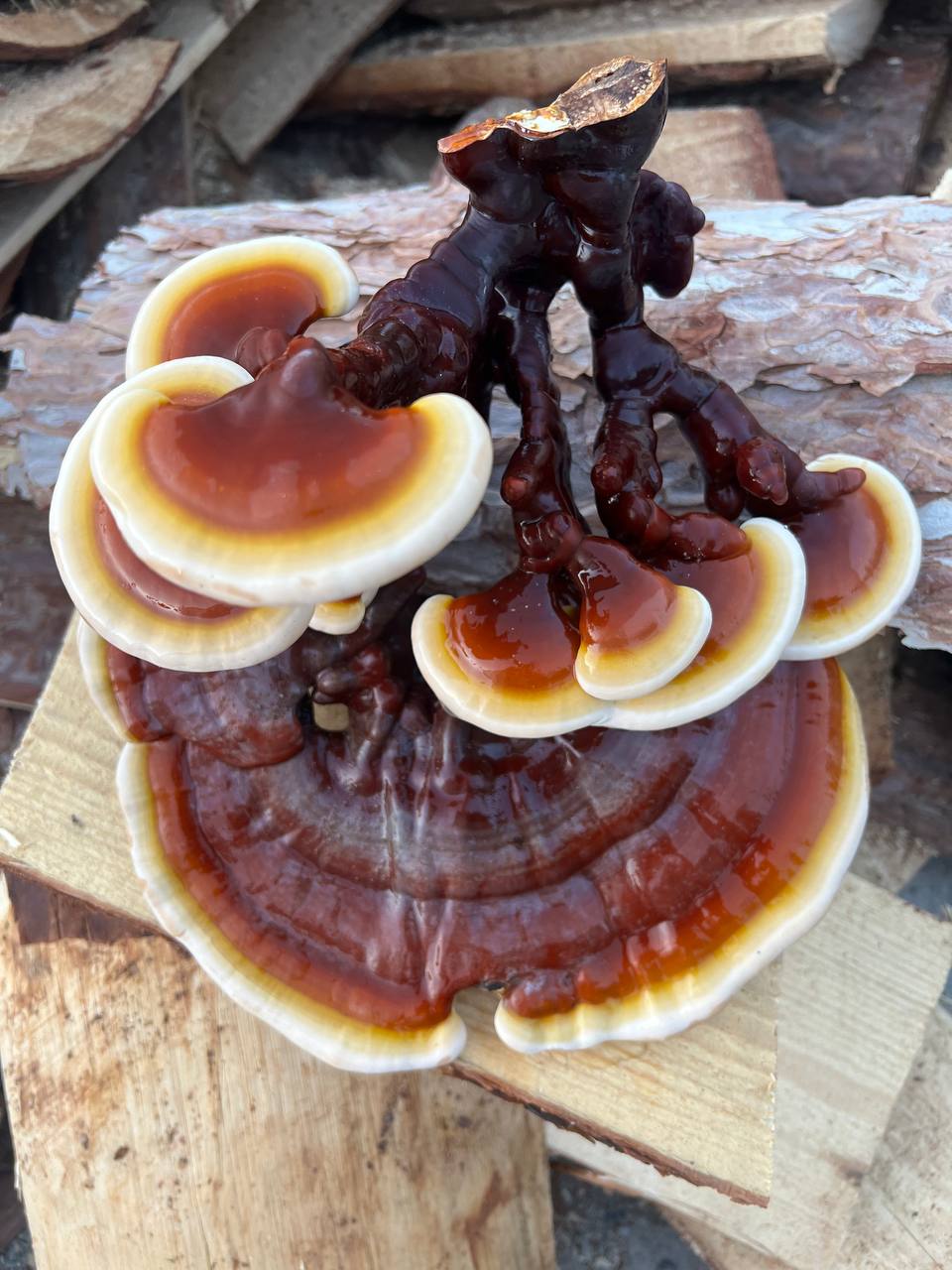 Dried Reishi Powder