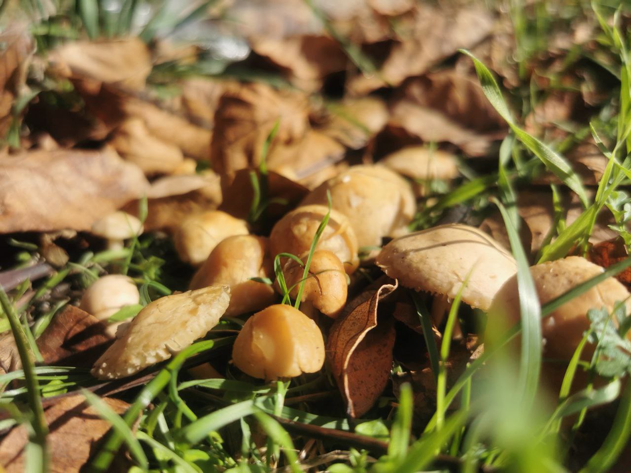 Прясна челядинка (250 гр.)