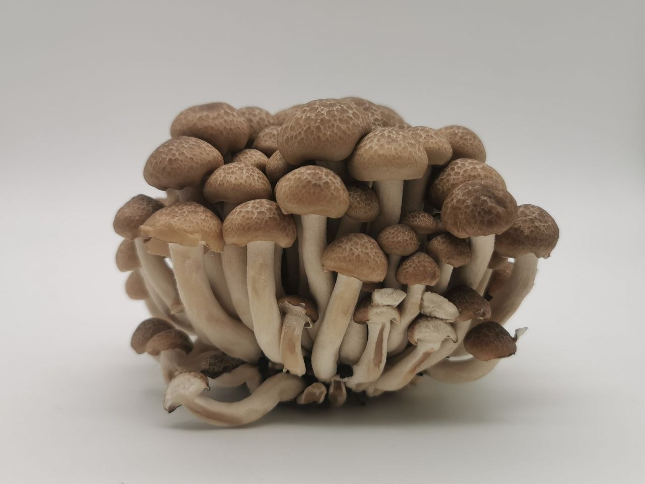 Brown Shimeji (Beech Mushroom)