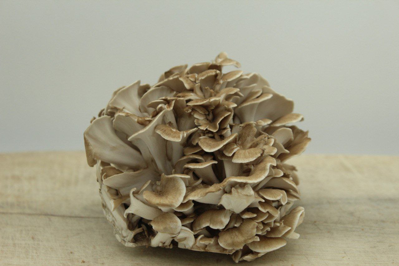Maitake (Hen of the Woods)