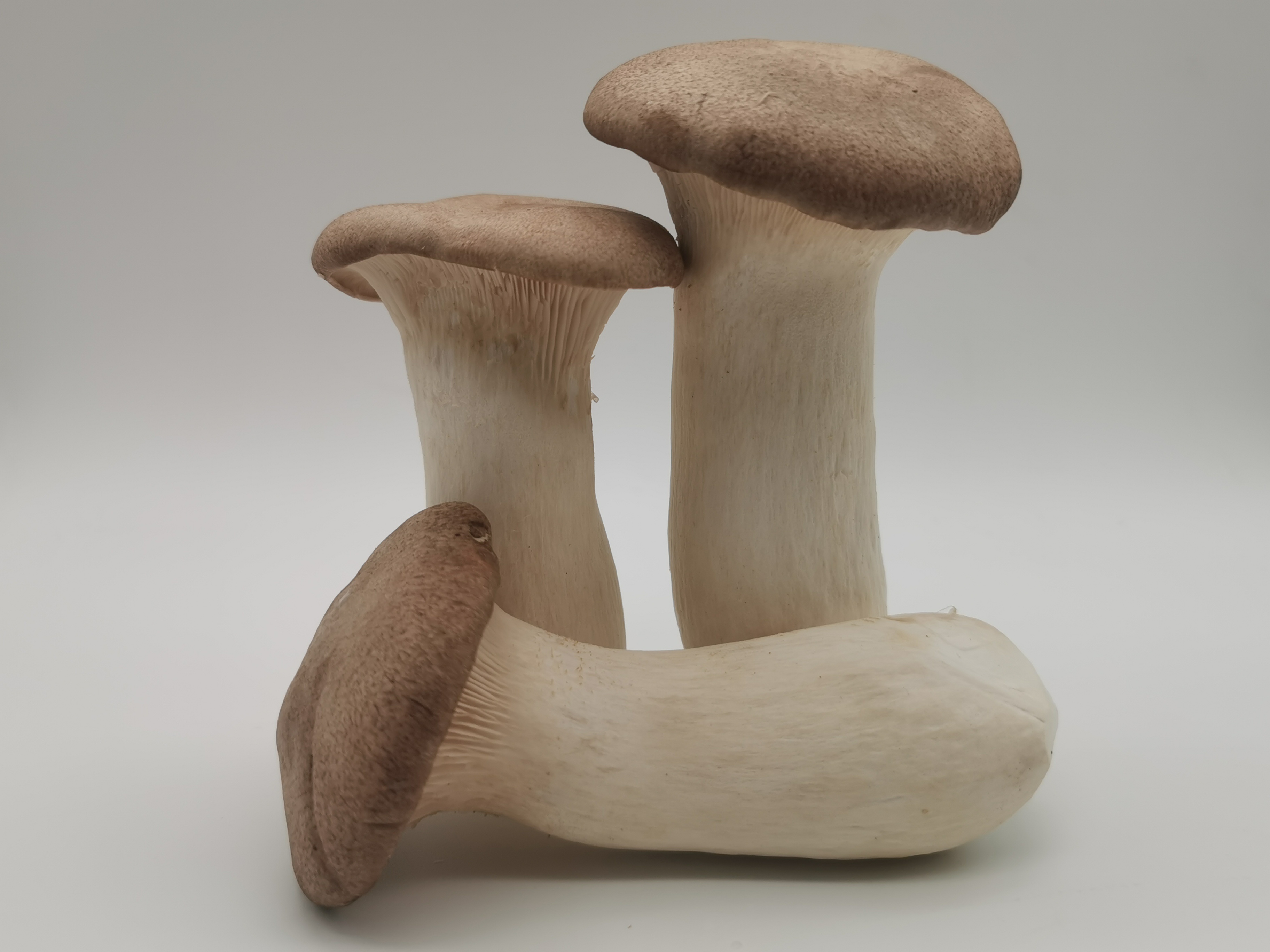 King Oyster Mushroom
